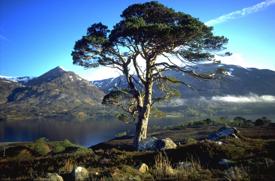 Scots pine at Glen Affric